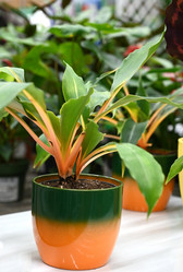 Similar image 21090276