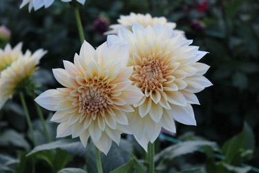 Similar image 21090712