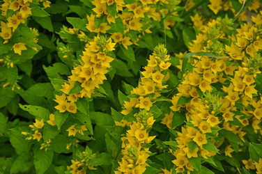 Similar image 21122754