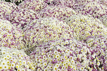 Similar image 21091830