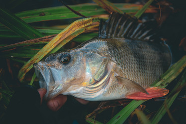 Similar image 21094564