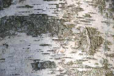 Similar image 21113253