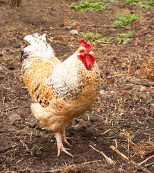 Similar image 21099225