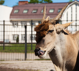 Similar image 21099243