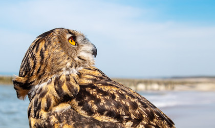 Similar image 21099244