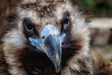 Similar image 21099287