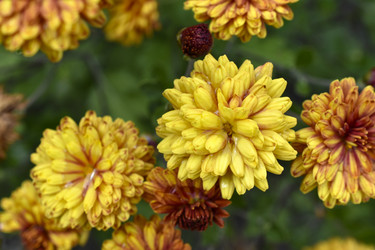 Similar image 21105199