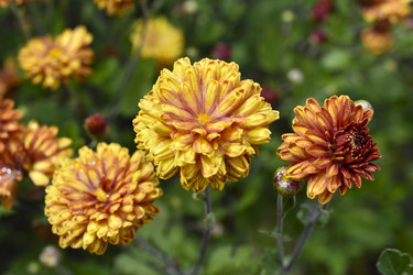 Similar image 21105200