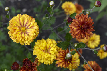 Similar image 21105202