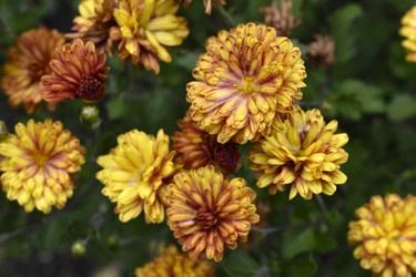 Similar image 21105209