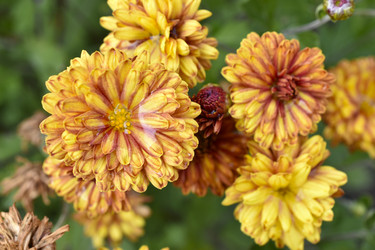 Similar image 21105132