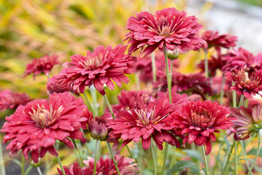 Similar image 21105137