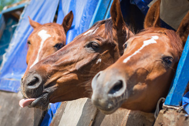 Similar image 21098241