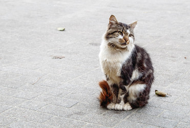 Similar image 21099387