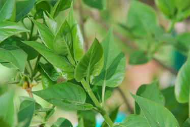 Similar image 21115836