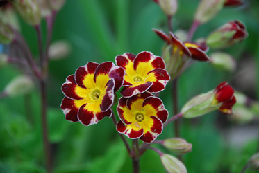 Similar image 21115856