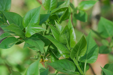 Similar image 21116493