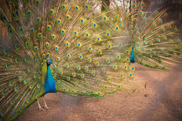 Similar image 21099118