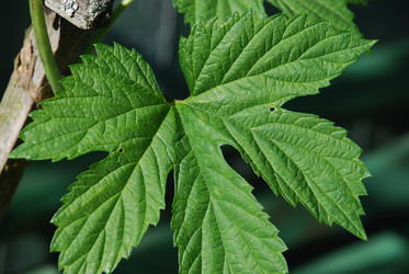 Similar image 21116536