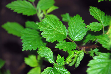 Similar image 21116541