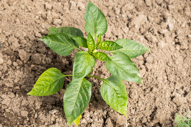 Similar image 21097441