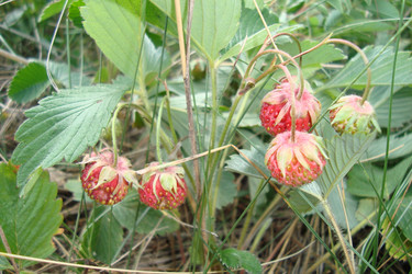 Similar image 21102949