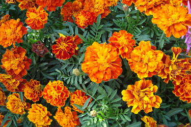 Similar image 21100386