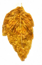 Similar image 21120066