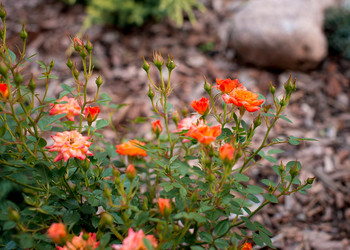 Similar image 21103497