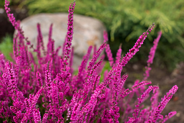 Similar image 21103500