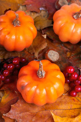 Similar image 21102849