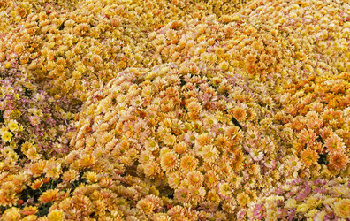 Similar image 21102886