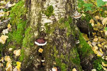 Similar image 21104316