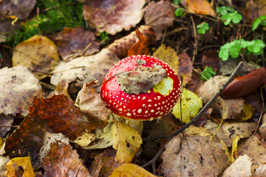 Similar image 21104317