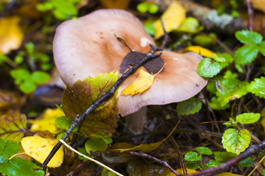 Similar image 21126254