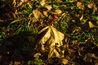 Similar image 21104327