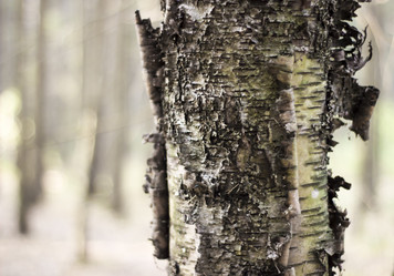 Similar image 21114316