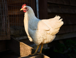 Similar image 21103143