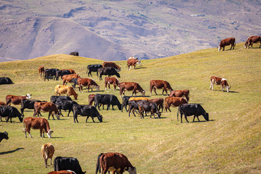 Similar image 21106700