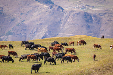 Similar image 21106731