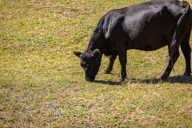 Similar image 21106732