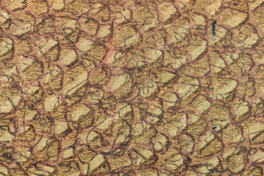 Similar image 21103706