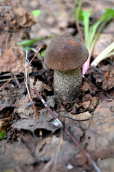 Similar image 21103163