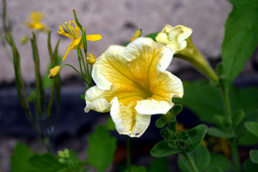 Similar image 21103164