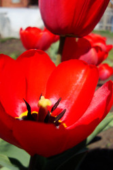 Similar image 21103571