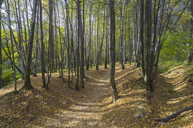 Similar image 21104481