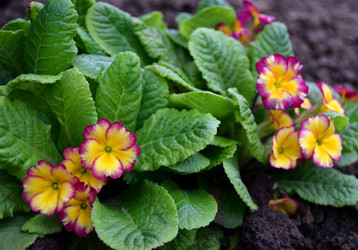 Similar image 21104700