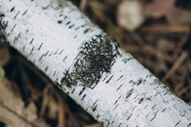 Similar image 21107082