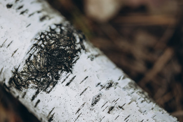 Similar image 21107085