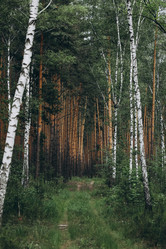 Similar image 21107087